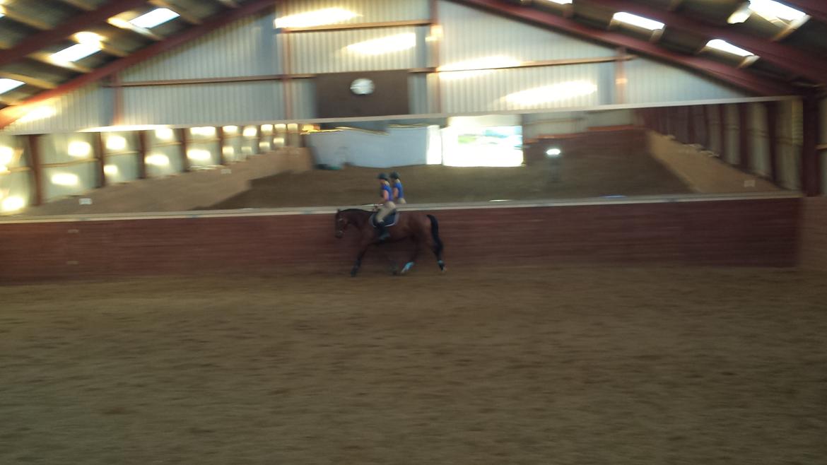 Dansk Varmblod Shubi billede 2