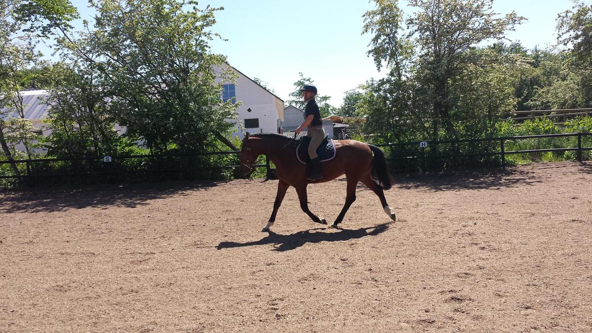 Dansk Varmblod Shubi billede 7