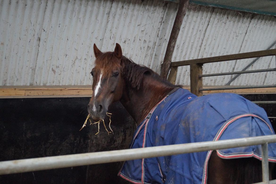 Anden særlig race Siegaard's Achilleus - baby grisen1 <3 billede 16