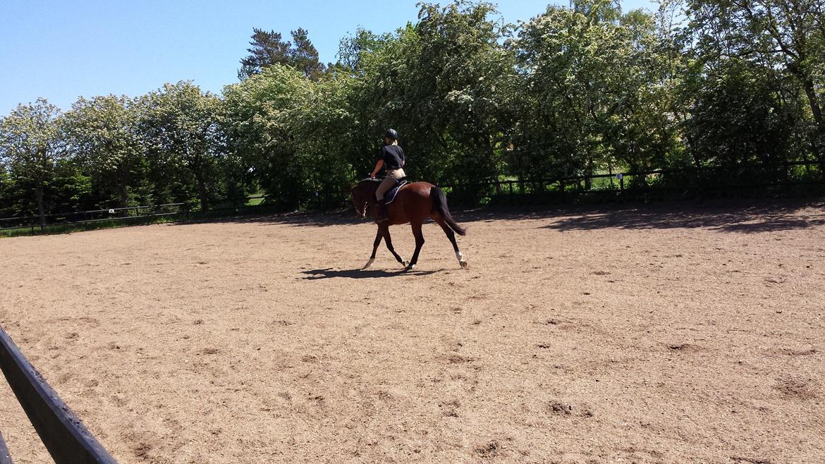 Dansk Varmblod Shubi billede 8