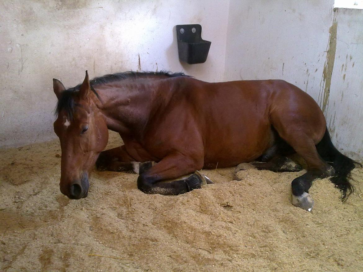 Dansk Varmblod Shubi - Træt Shubi :) billede 9