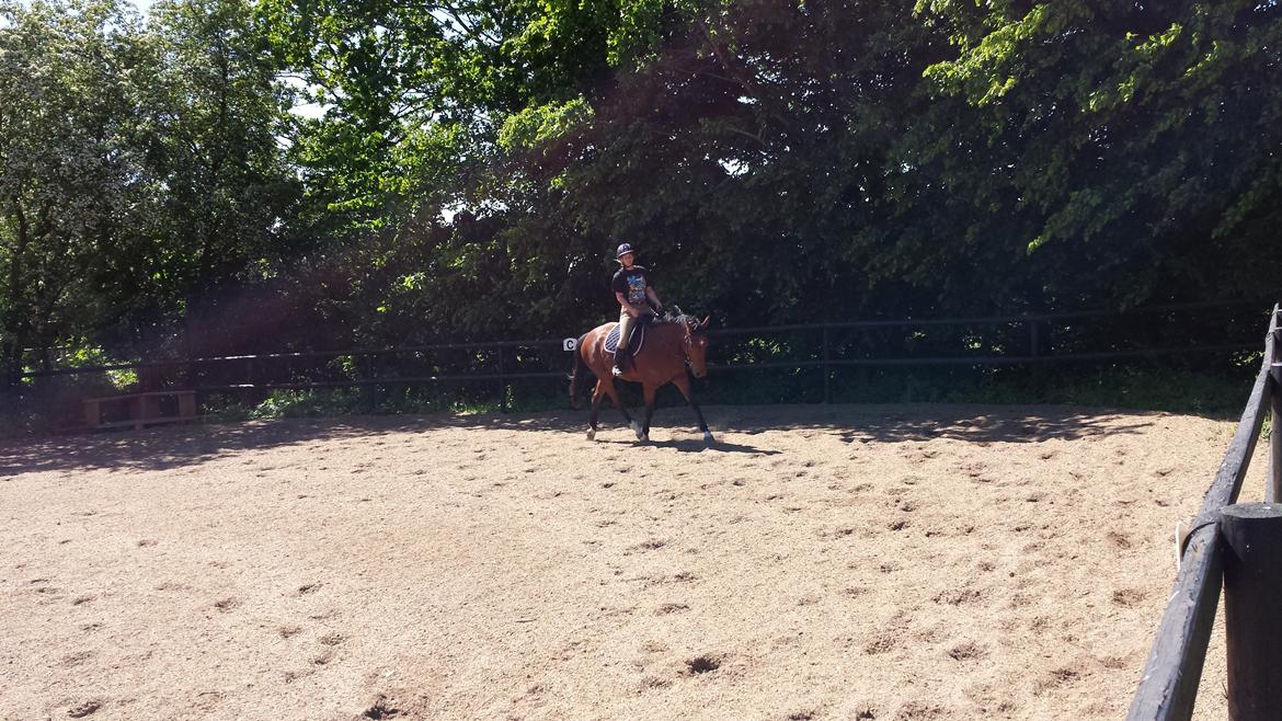 Dansk Varmblod Shubi billede 6