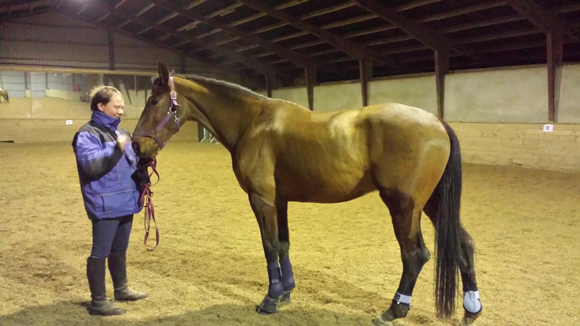 Dansk Varmblod Shubi - Min mand og Shubi, kort efter vi havde købt ham :) billede 10