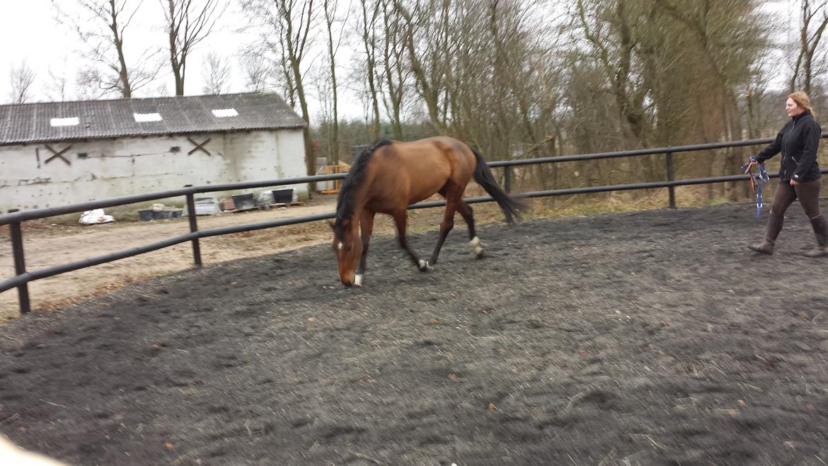 Dansk Varmblod Shubi - Løs arbejde i februar. Han skød ind i volten pga. dårlig balance og manglende muskler billede 11