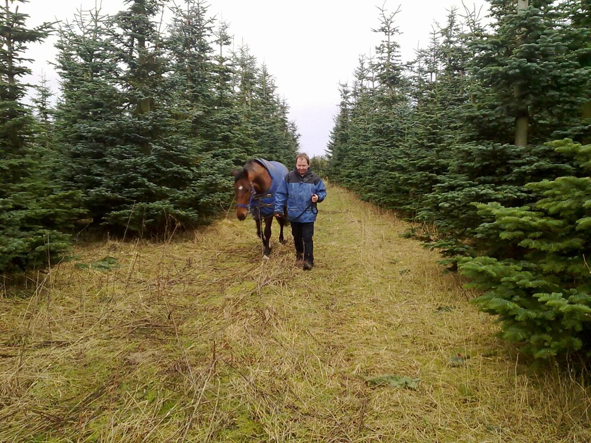 Dansk Varmblod Shubi - På gåtur i foråret sammen med min mand :) billede 13