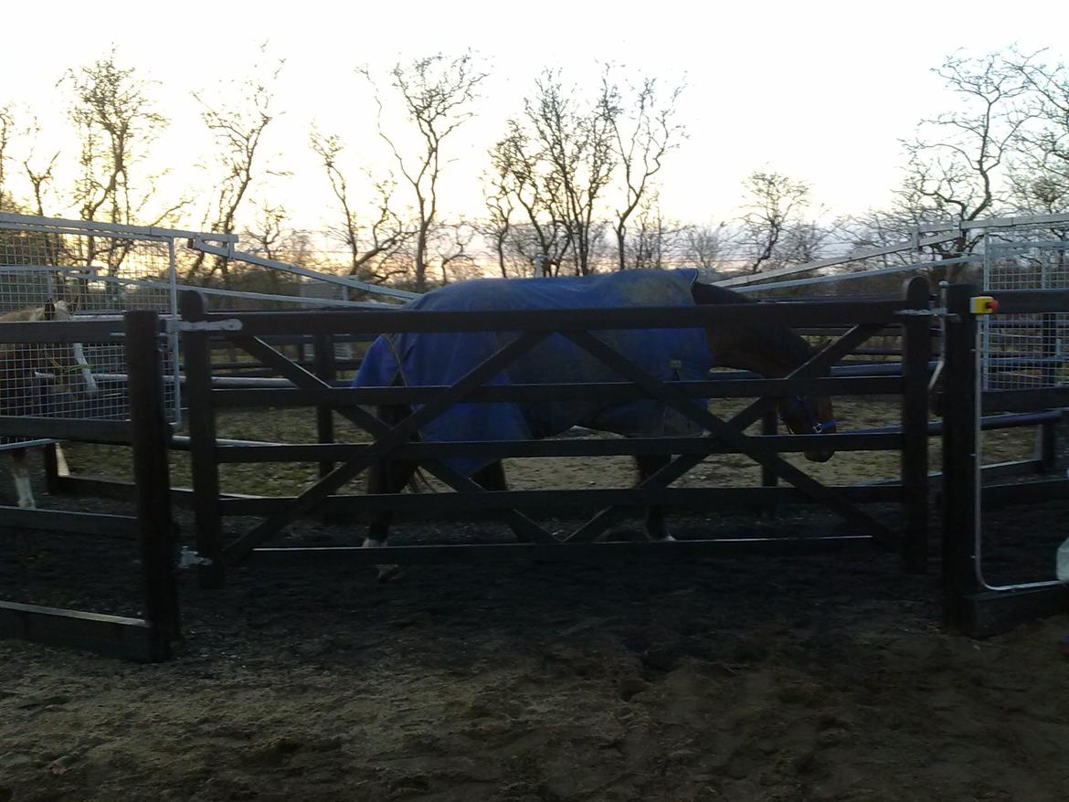 Dansk Varmblod Shubi - I Horsewalker :) billede 12