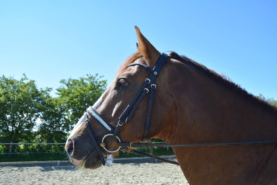 Dansk Varmblod Latino Lorenzo billede 24