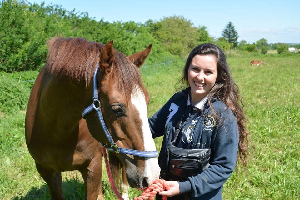 Dansk Varmblod Latino Lorenzo billede 1
