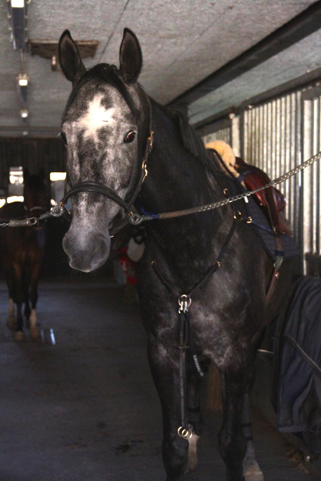 Holstener Schouwgaardens Quinto - Quinto, maj 2014 billede 12