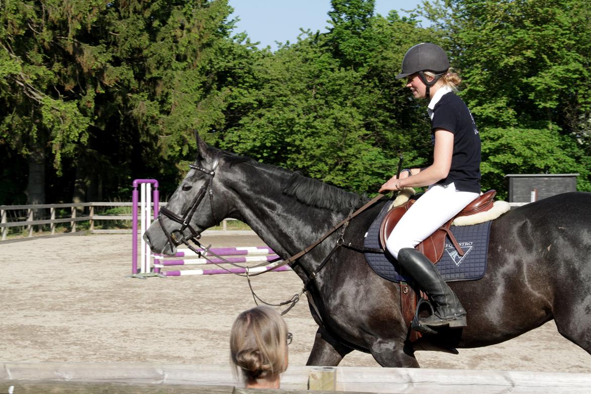 Holstener Schouwgaardens Quinto - Meget dygtig hest :) billede 15