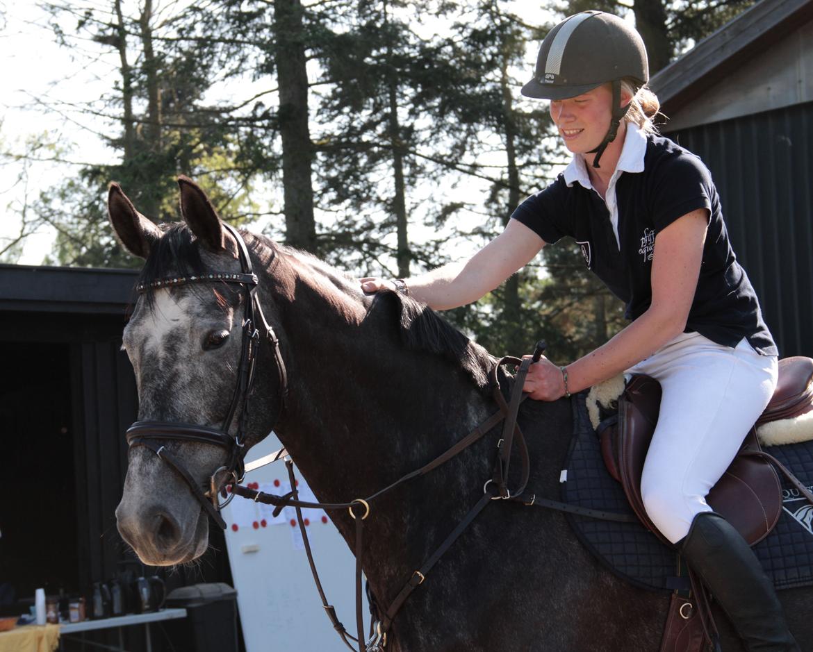 Holstener Schouwgaardens Quinto - <3 billede 19