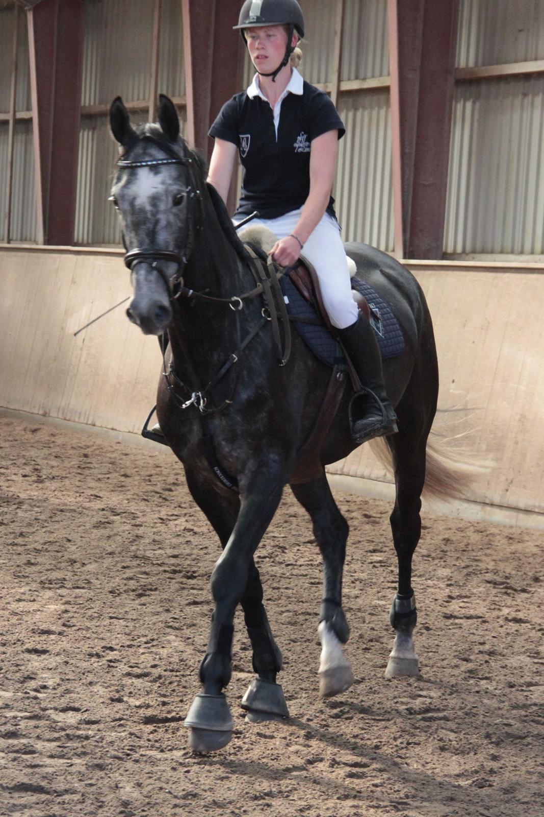 Holstener Schouwgaardens Quinto billede 16