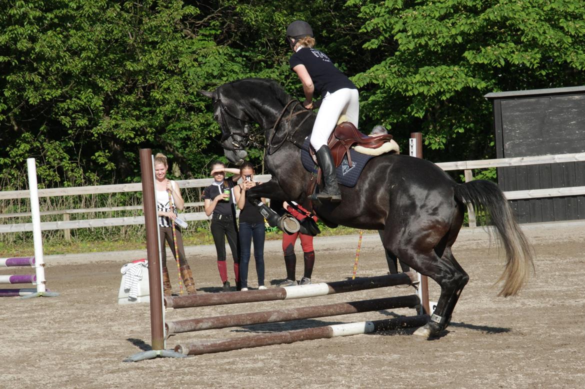 Holstener Schouwgaardens Quinto - Høøøjt over de 50 cm! billede 20