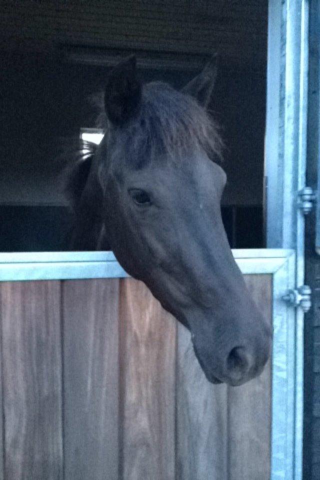 New Forest Egeballes Timian - Timmis søde hoved! billede 7