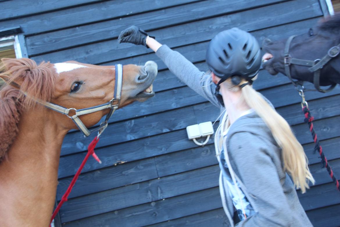 New Forest Egeballes Timian - SMIIIIIIIIIIL! :D billede 14