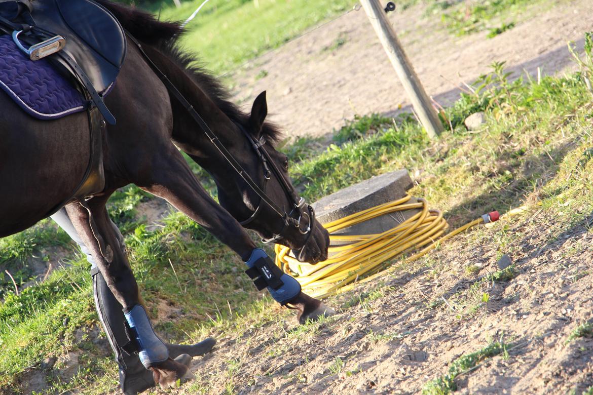 New Forest Egeballes Timian - Hvad er det for en 'mærkelig' ting? xD billede 15
