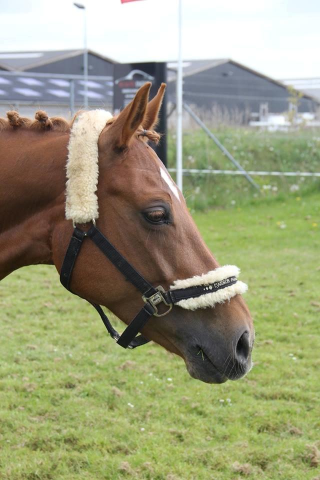 Tysk Sportspony Coccolina De Luxe B-pony  - Cocco i baghaven til min konfirmation billede 16