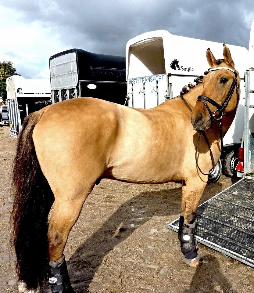 Anden særlig race Grønagergårds Ricki - Efter stævne på Karlslunde Rideklub 
- Efterår 2011 billede 32