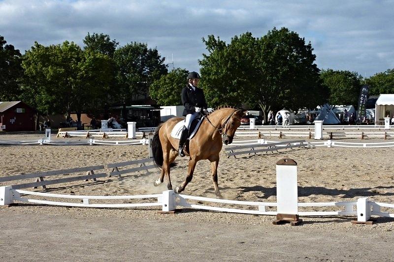 Anden særlig race Grønagergårds Ricki - Store Hestedag, Roskilde 1/9 2012 LA2 billede 24