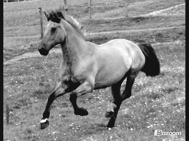 Anden særlig race Grønagergårds Ricki - Sommer 2012 billede 26