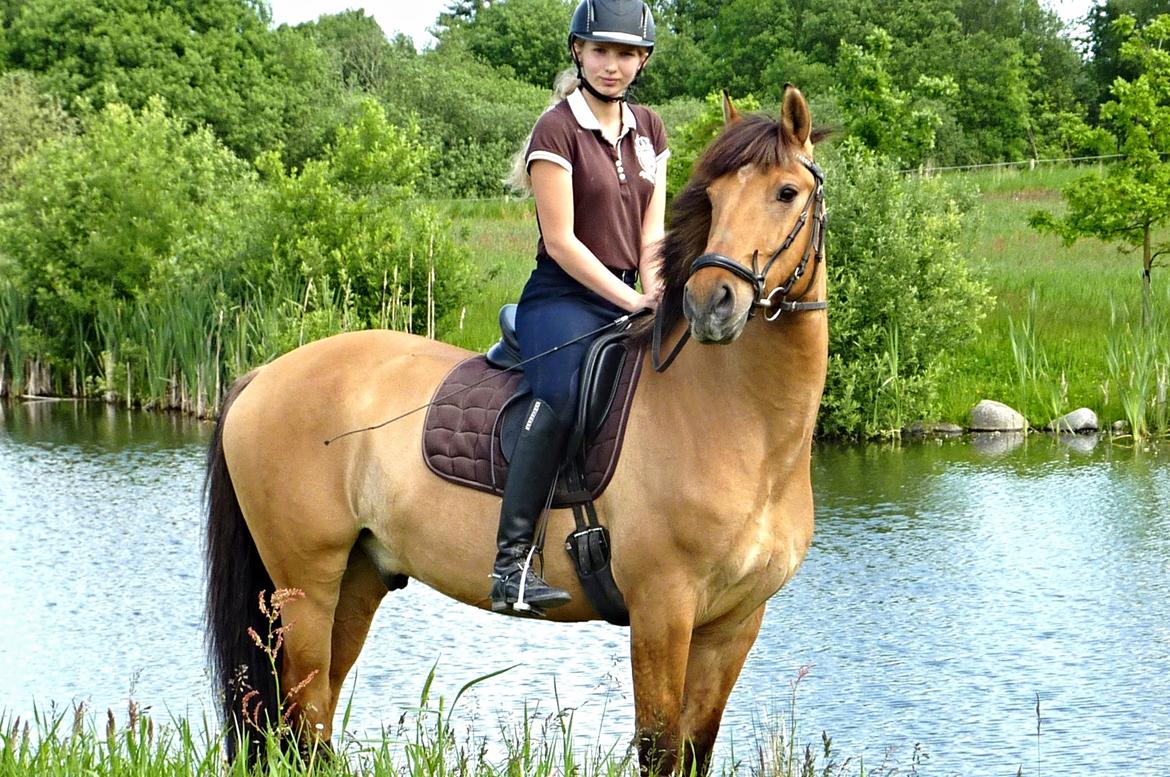 Anden særlig race Grønagergårds Ricki - Sidste dag sammen. 29 maj 2014 billede 3