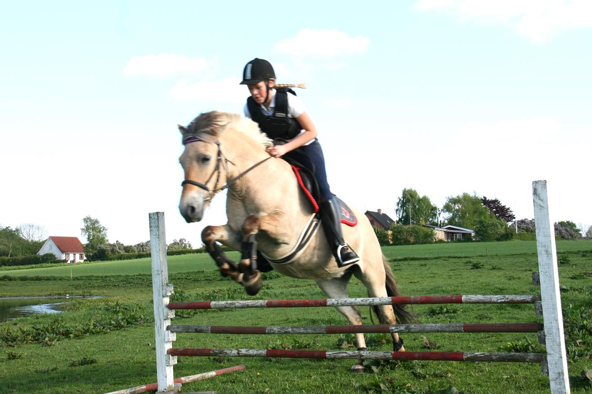 Fjordhest Felicia - Sommer  billede 3