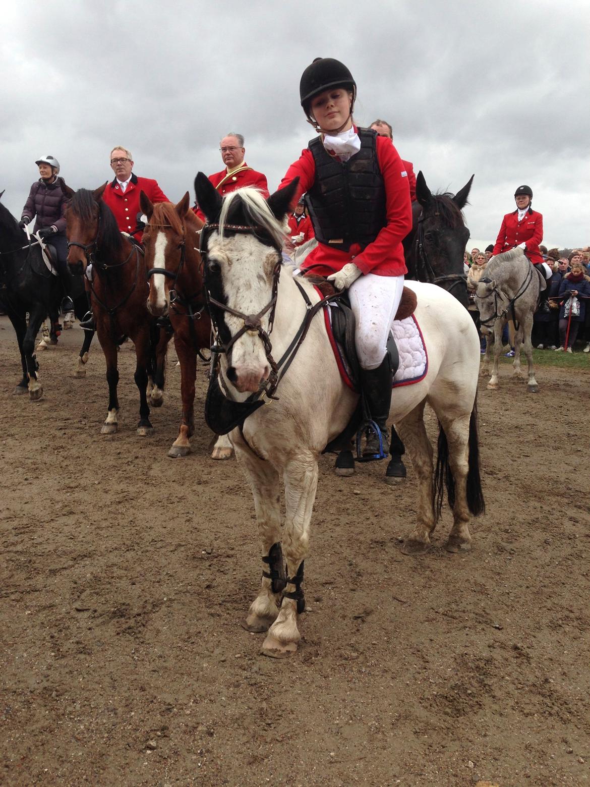 Irsk Sportspony Bobby - Bobby efter opløb til hubertujagten 2013 - verdens sejeste pony billede 14