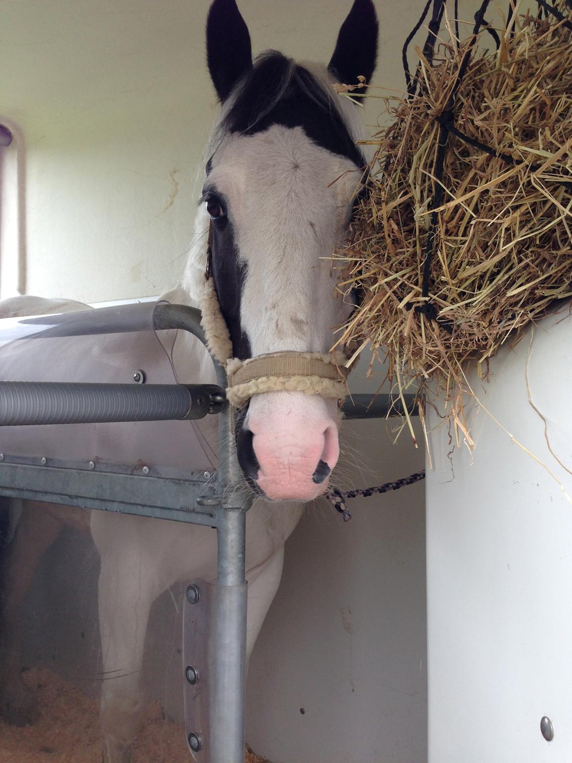 Irsk Sportspony Bobby - Den bedste pony i traileren inden jagten på friheden 2013  billede 15