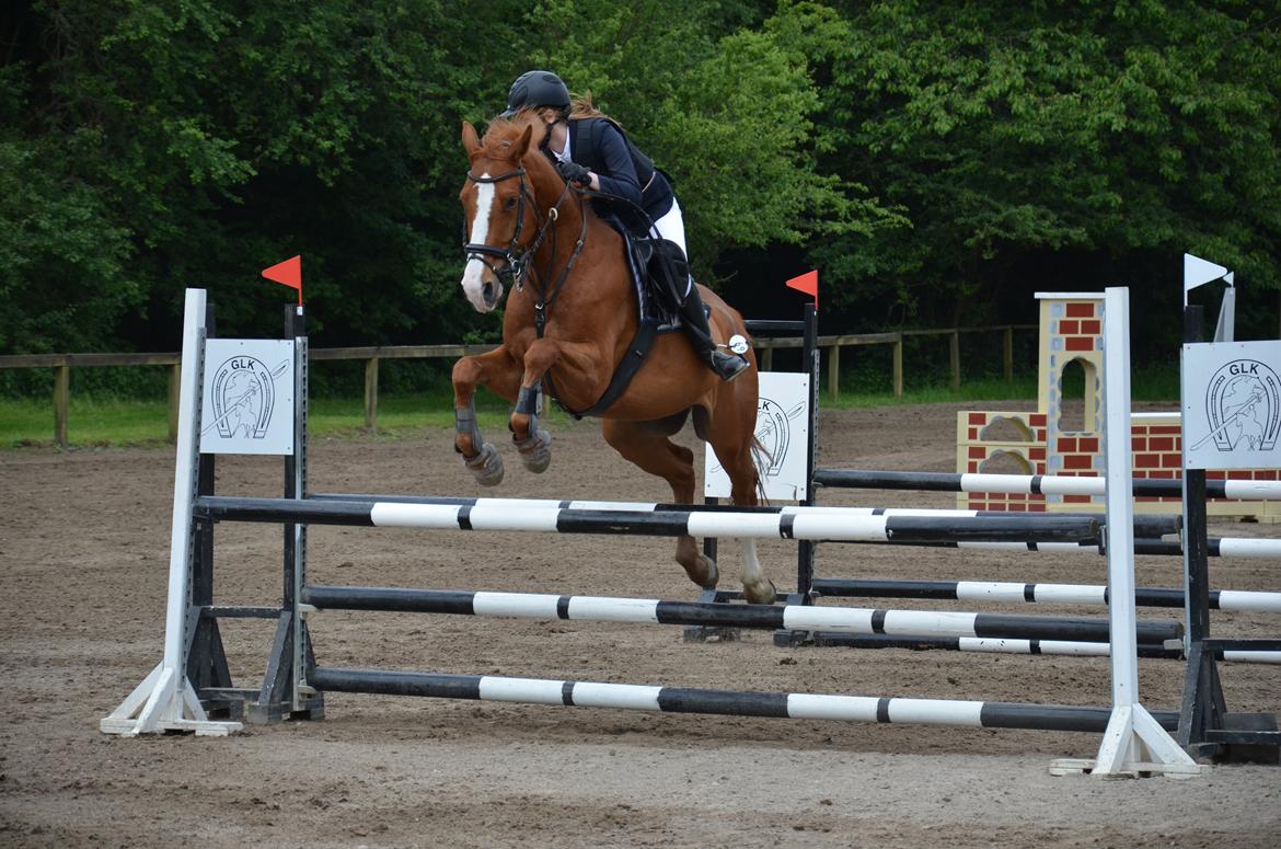 Dansk Varmblod Lester Estelle - LC på GLK med 0 fejl. Maj 14 billede 19