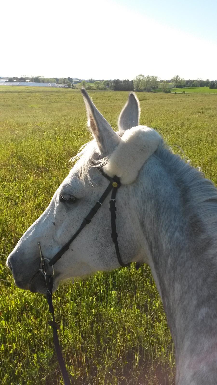 Dansk Varmblod Venus billede 13