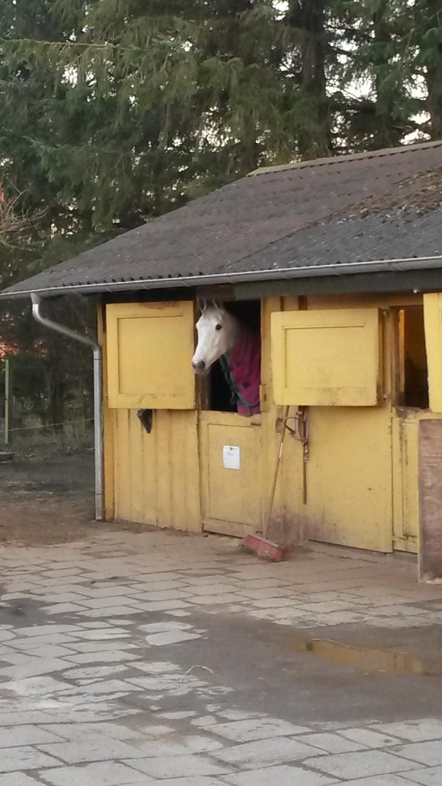 Dansk Varmblod Venus billede 10