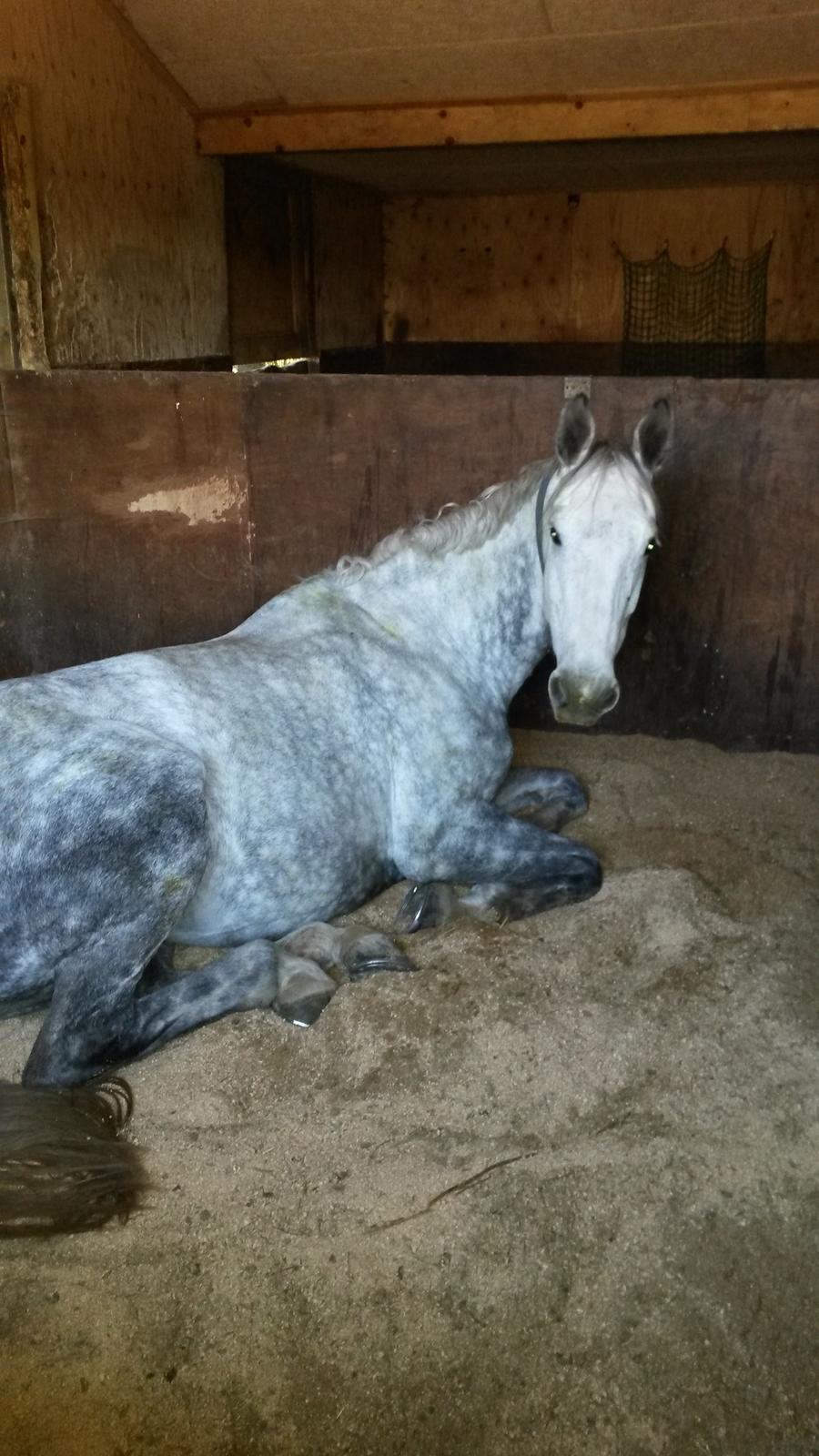 Dansk Varmblod Venus billede 14