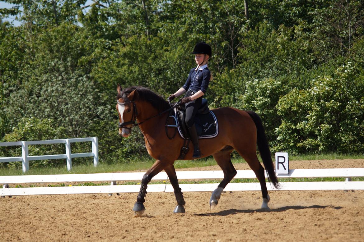 New Forest Remontes Free Fantasy - Louise og Fantasy - Træning d. 30. Maj 2014 billede 4