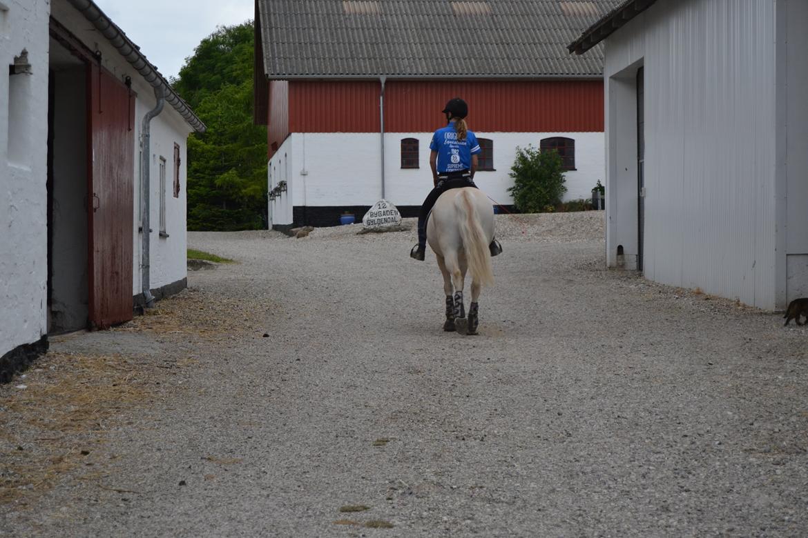 Fjordhest Fjordbækkens Amina billede 6