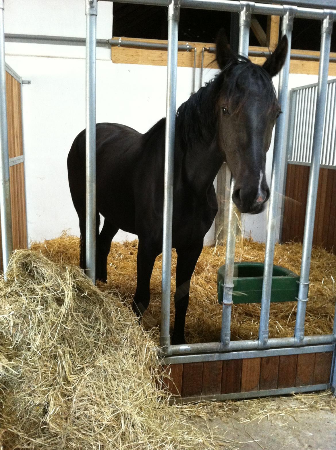 Dansk Varmblod Alphabeat - 30/5 - 2014 Alphabeat har fundet sig til rette i den boks, hun skal bo i under tilridning :) billede 26
