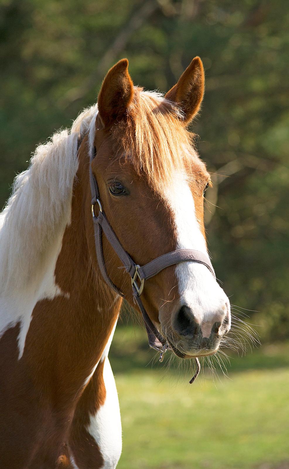 Pinto Savannah Breeze - As said, fotogen! billede 1