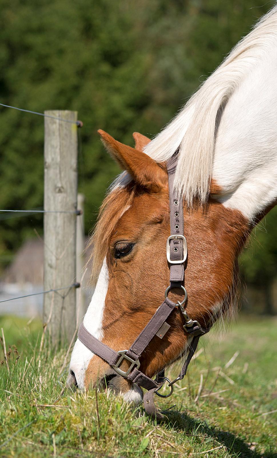 Pinto Savannah Breeze billede 7