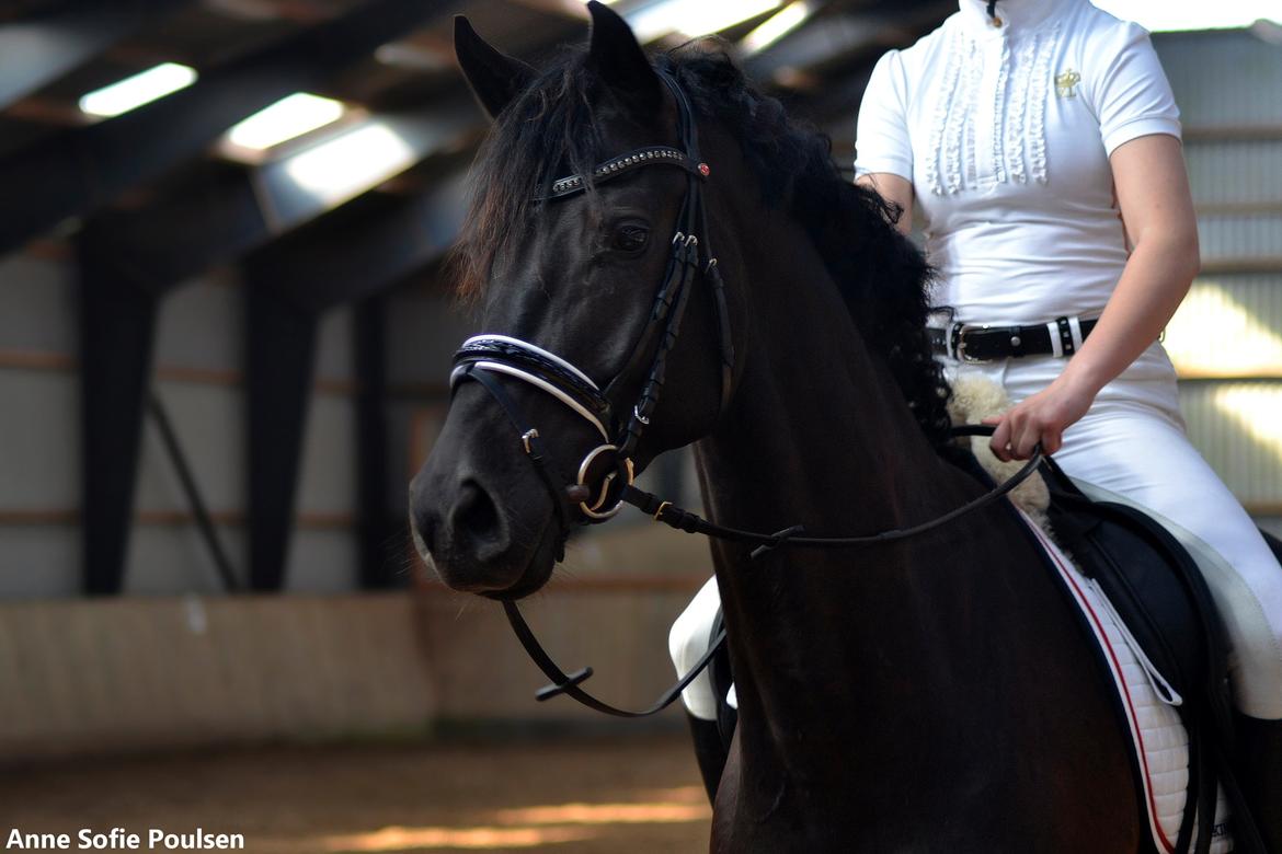 Dansk Varmblod LUTHERS TEQUILA SUNRISE - Tequila og mig, her på vej til præmieoverrækkelse. ANE 25/05 - 2014  billede 20