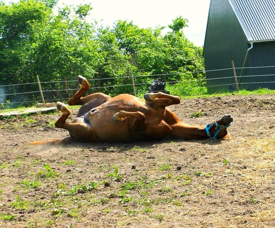 DSP Nakupenda. - Det ser så voldsomt ud!:P billede 5