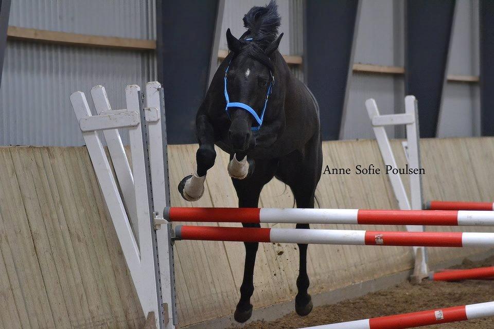 Dansk Varmblod LUTHERS TEQUILA SUNRISE - Sunny til løsspring - ANE '14 billede 6