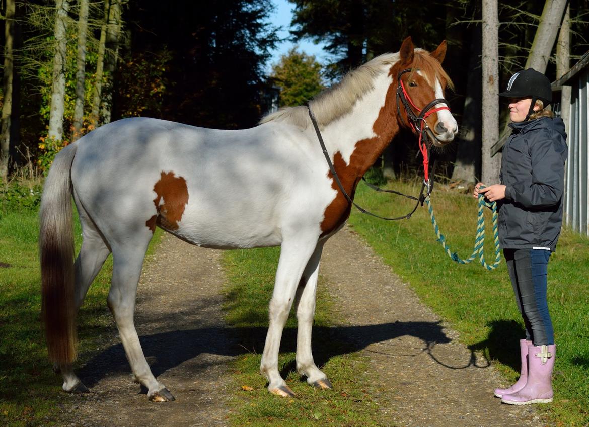 Pinto Savannah Breeze - Taget af Josefine Randrup Jensen. billede 4