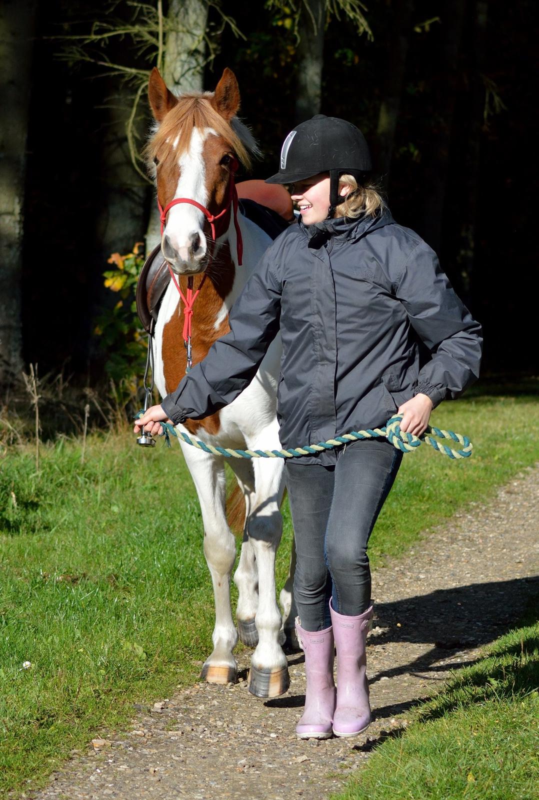 Pinto Savannah Breeze - Taget af Josefine Randrup Jensen. billede 12