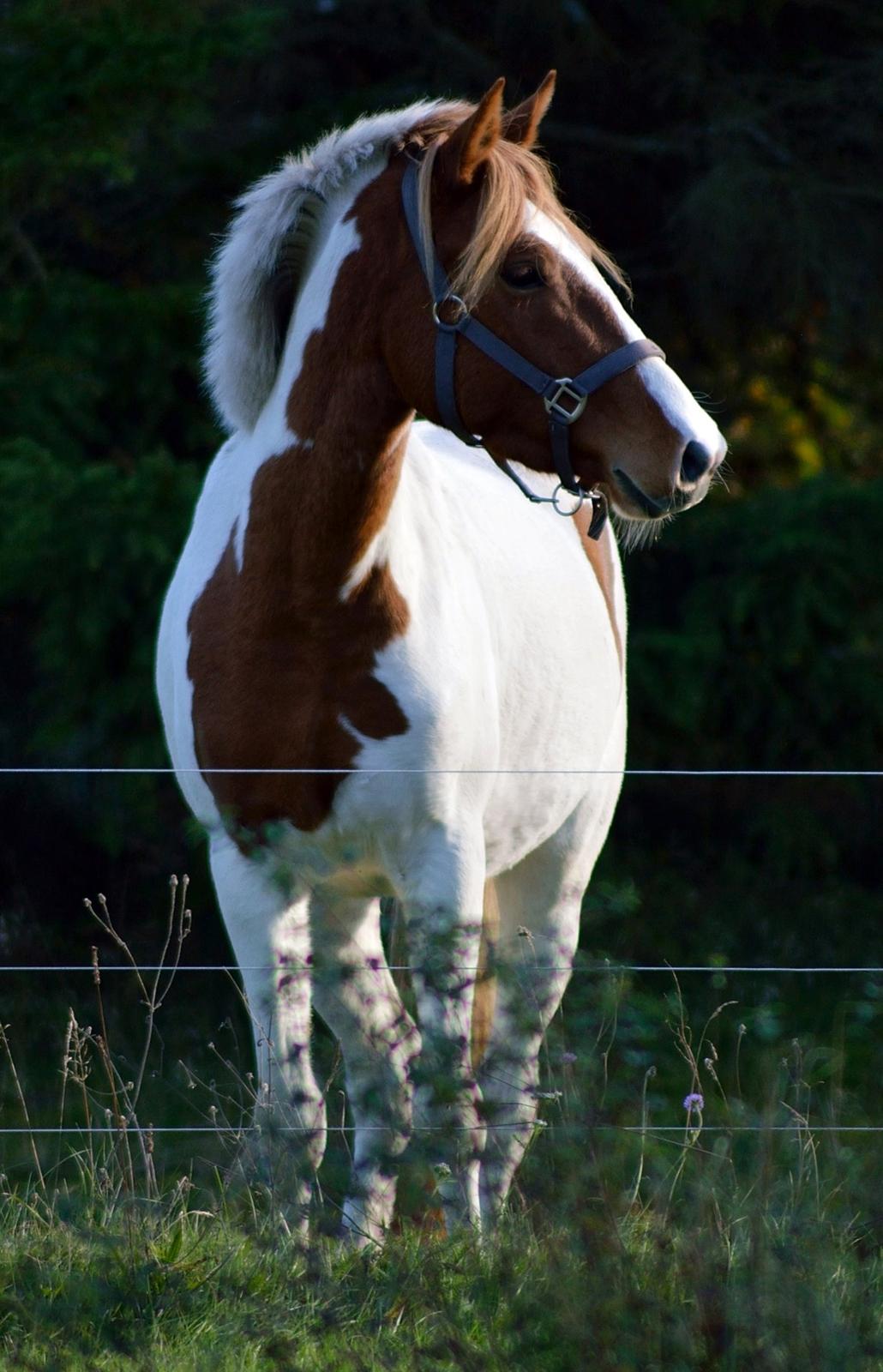 Pinto Savannah Breeze - Fotograf: Josefine Randrup Jensen. billede 13