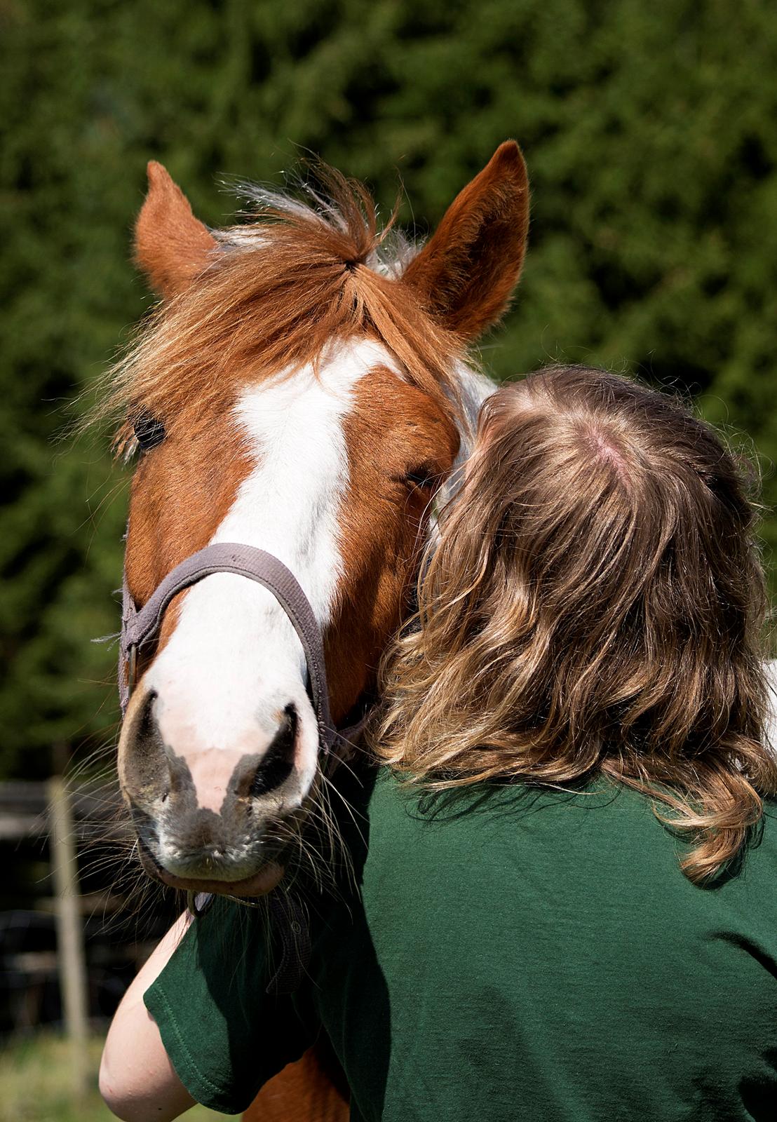 Pinto Savannah Breeze billede 11