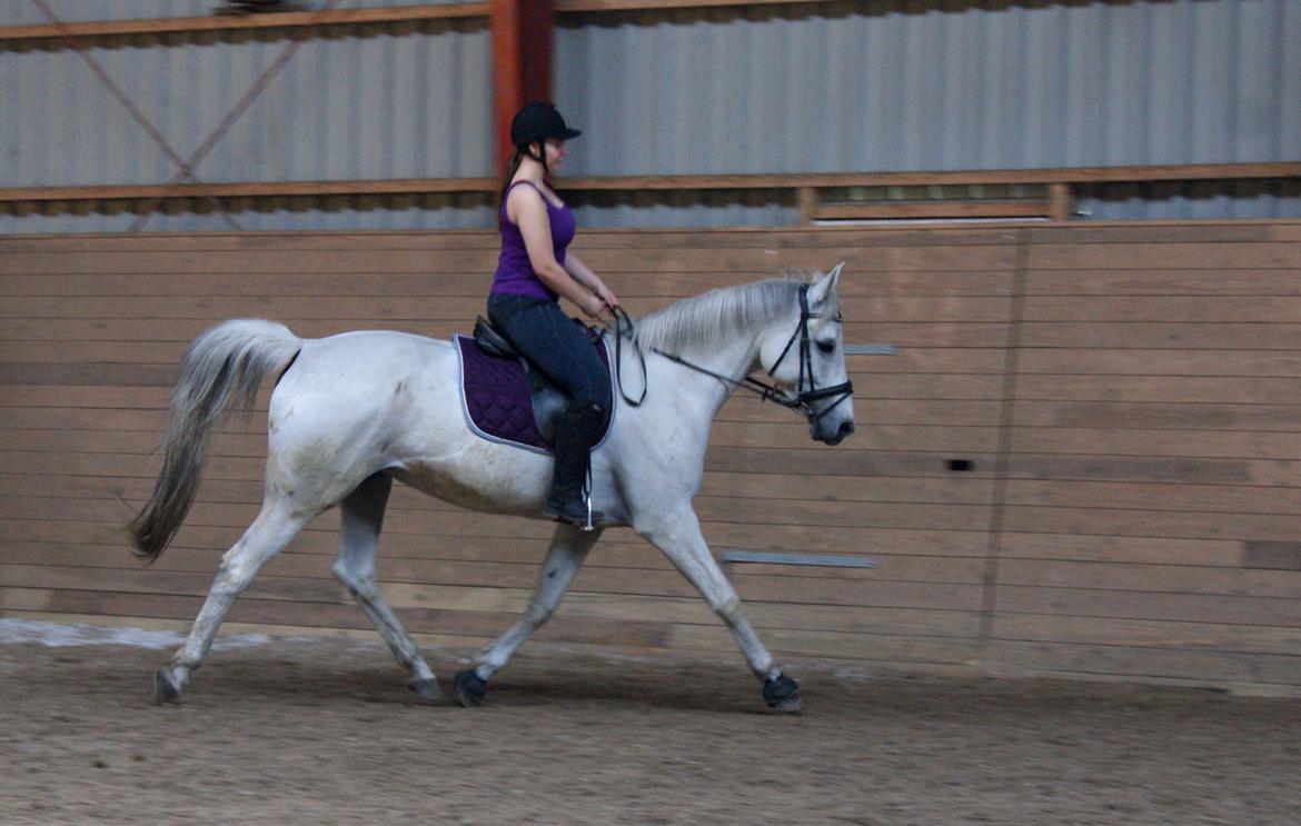 Anden særlig race Just My Luck (Lucky) - Forår 2014 billede 10