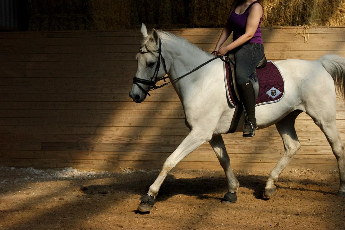 Anden særlig race Just My Luck (Lucky) - Forår 2014 billede 9