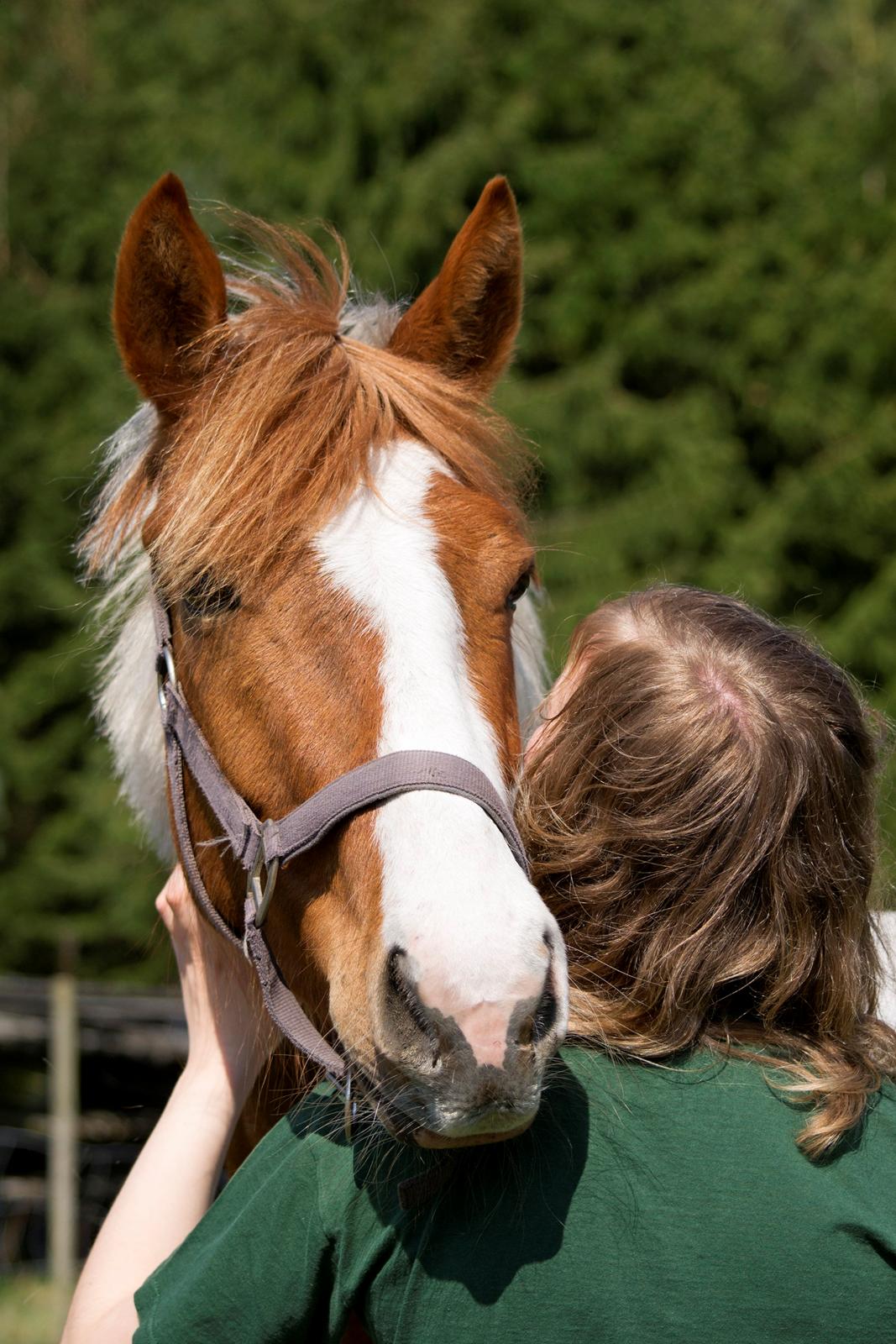 Pinto Savannah Breeze - Hyggemus<3  billede 15
