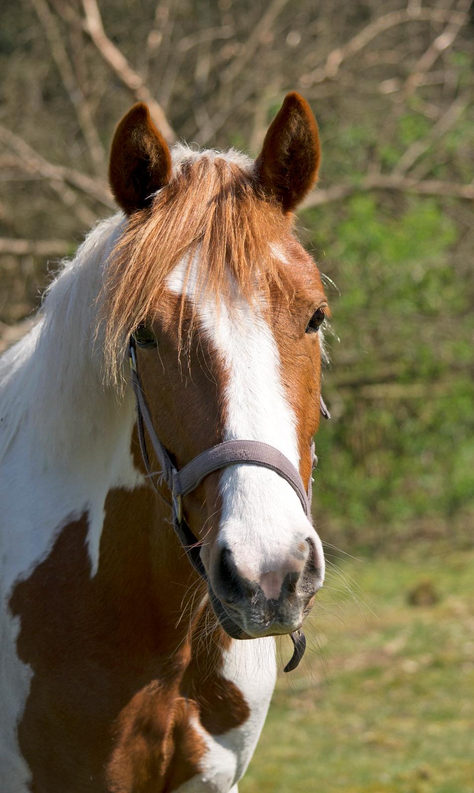 Pinto Savannah Breeze - Fotograf: Josefine Randrup Jensen billede 9
