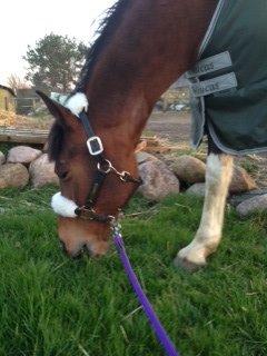 Pinto Maximus Jones billede 7