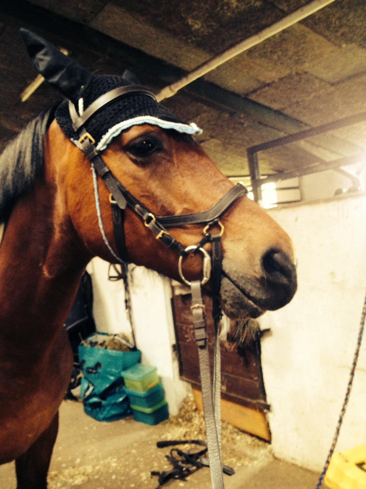 Pinto Maximus Jones billede 9